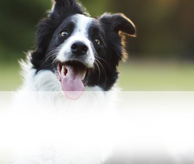 Border Collie with tongue out and head aslant