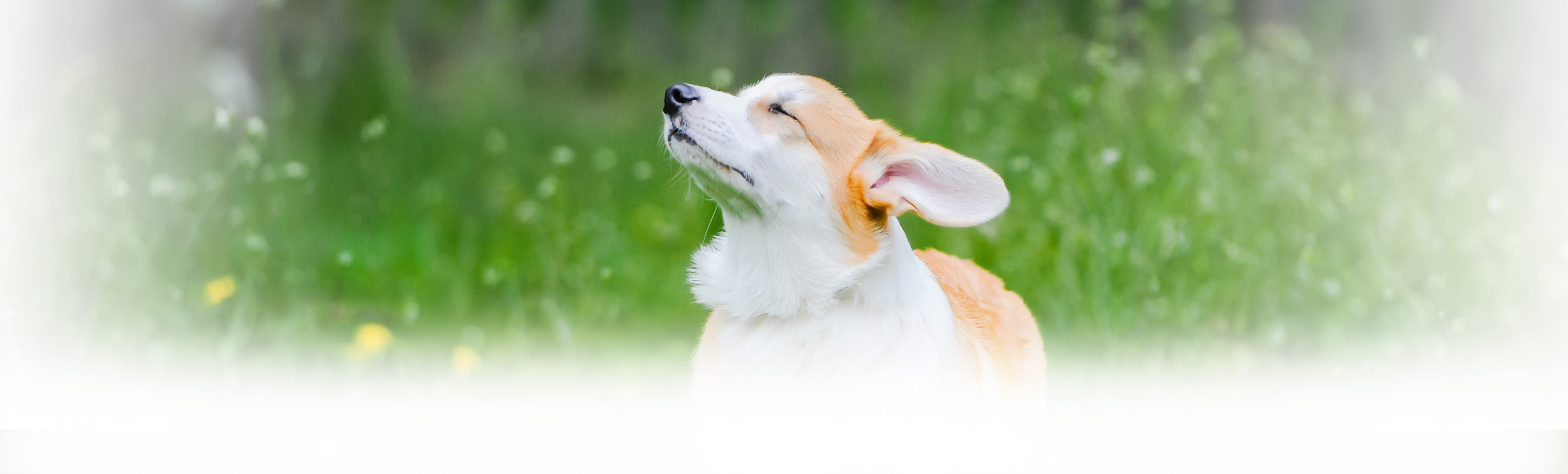 Corgi in field looking upward with eyes closed
