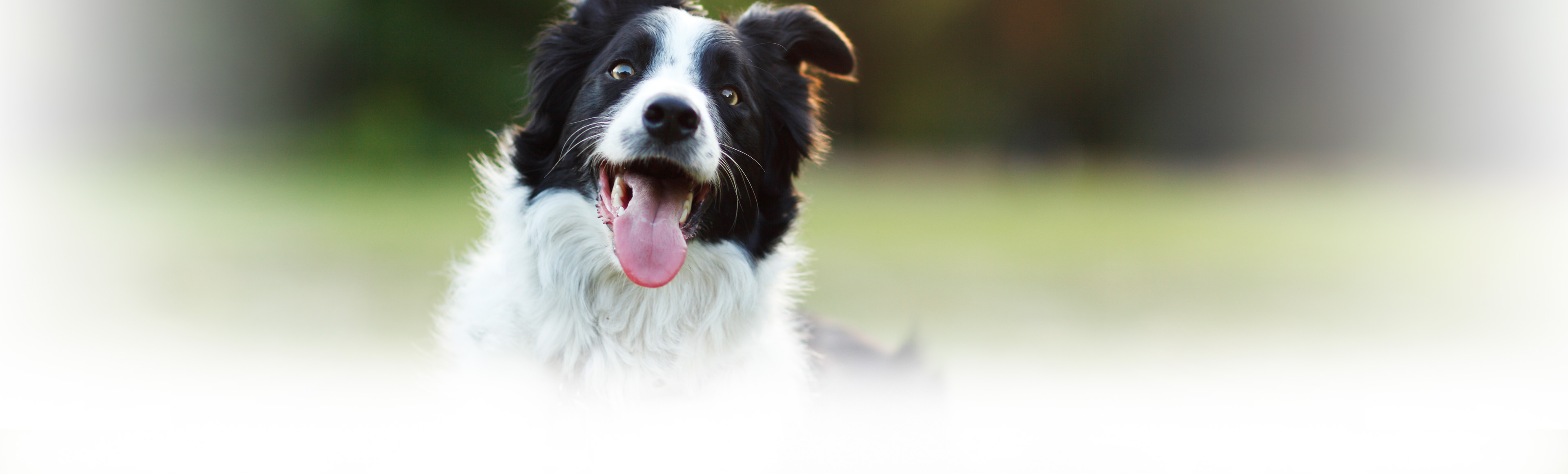 Border Collie with tongue out and head aslant